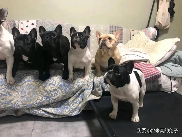 比特犬与西班牙斗牛犬视频:公法斗与母比特的后代好吗？