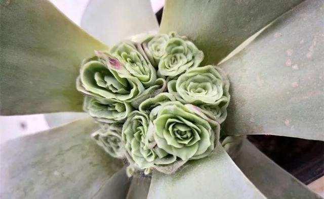 头条问答 夏天砍头的多肉没有爆头秋天可以再砍一刀吗 园艺印象的回答 0赞