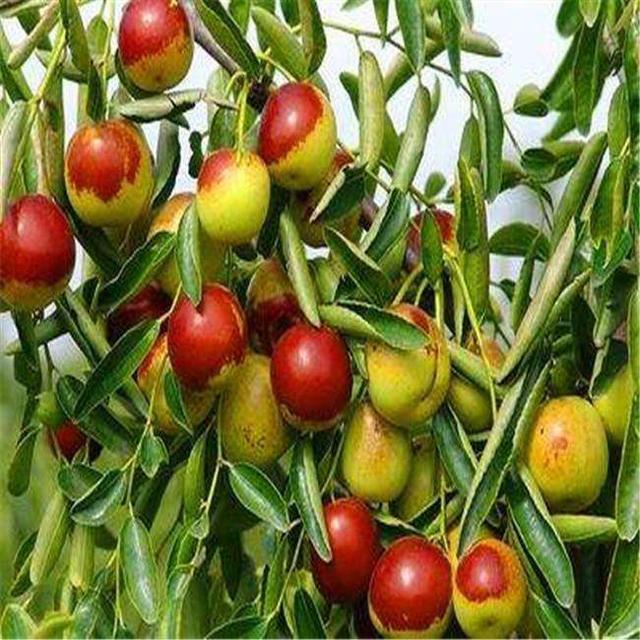 种什么果树最镇宅,植树节前后，农村院子里栽什么树比较好？