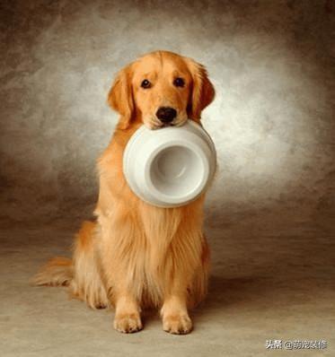 金毛体臭:金毛犬身上什么地方最容易臭？