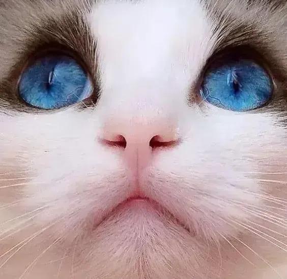 皇家奶糕罐头是主食罐吗:猫咪什么时候能吃猫罐头？ 慕斯奶糕罐头是主食罐头吗