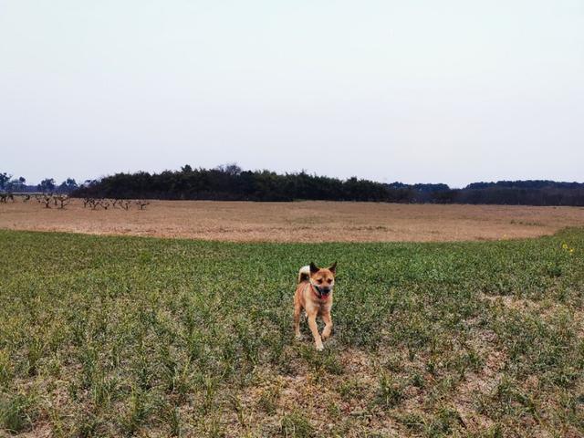 北京犬和京巴犬的区别:中华田园犬和宠物狗，区别在哪？如果是你，你会想养哪种狗？ 北京京巴犬多少钱一只