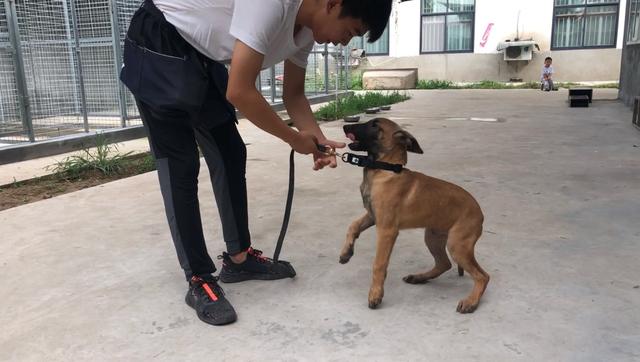 边境牧羊犬多少钱:想买边境牧羊犬，大概多少钱？