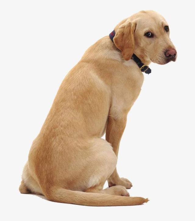 贝生吉犬是种好奇心很旺盛的狗:家里有儿童，适合养哪几种狗？