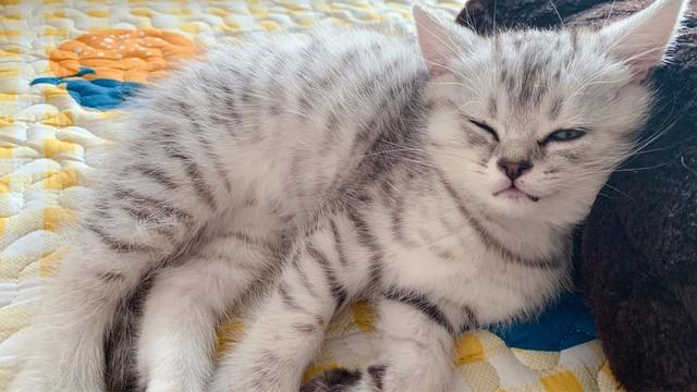 学知猫:在猫咪面前学猫叫，它到底能不能听懂？