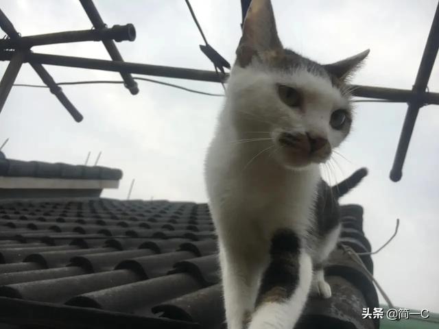 伯爵养猫记:有没有人和我一样，偏爱着纸质书？