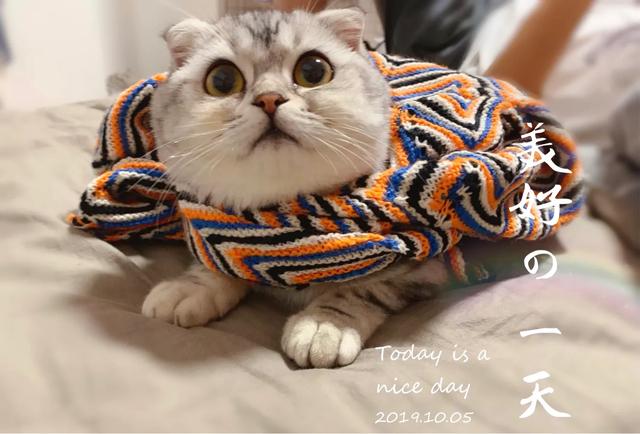 折耳虎斑猫的特点:猫猫耳朵很小，是折耳猫吗？如何辨别呢？