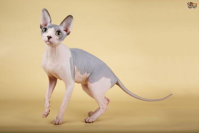 短腿猫的基因缺陷:蓝猫短腿为什么比长腿贵？