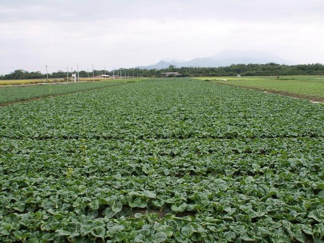 法国贵妇犬蛾 采集:种植谷子，易发生粘虫危害，要如何防治呢？