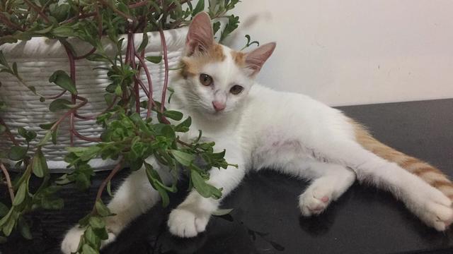伊纳宝妙鲜包猫粮:猫咪为什么喜欢吃妙鲜包？