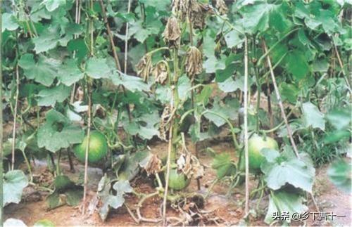 大冬瓜幼苗蚜虫怎么防治:露地冬瓜结瓜旺盛时期有哪些稳产措施？