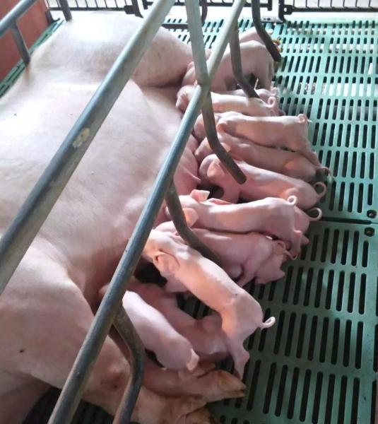 母猪的产后护理全文免费阅读:母猪产后需要注意些什么？