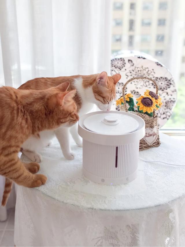 马鞍山宠物猫免费领养:领养一只猫好，还是买一只猫好？