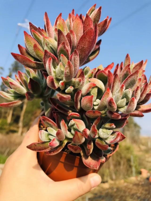 碧光环不发芽:如何让荷花种子尽快发芽？