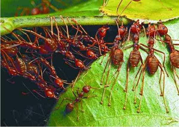家里出现飞蚂蚁的原因，房间地面上爬满飞蚂蚁怎么回事