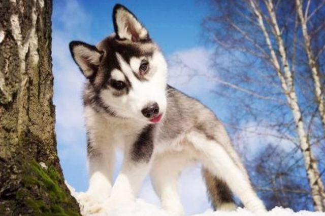 上海哈士奇:哈士奇为什么可以当搜救犬？