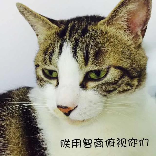 流浪猫踩奶是什么意思:猫踩奶是什么意思，猫踩奶要注意什么？