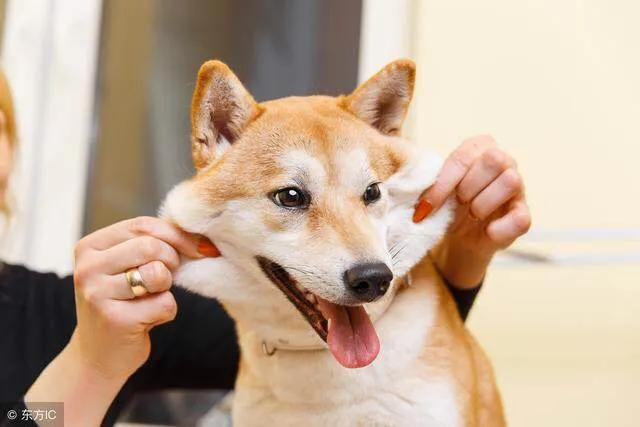 微笑柴犬:养柴犬好吗？你养过柴犬吗？