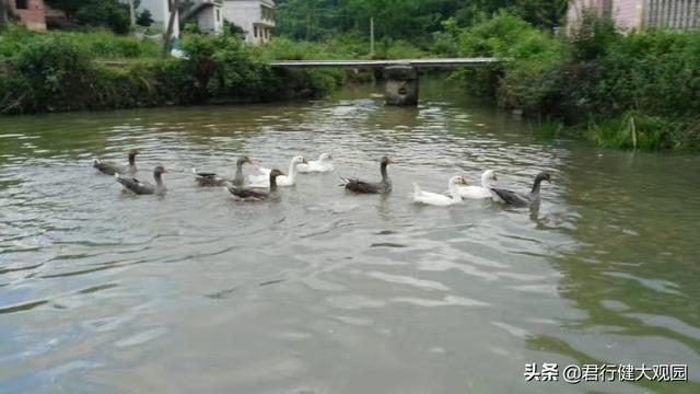 斯芬克斯猫加热:“白毛浮绿水,红掌拨清波”你知道怎么饲养家鹅么？