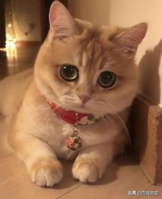 猫瘟用过的东西:养过一只得了猫瘟没救活的猫，在新家可以再养猫吗？