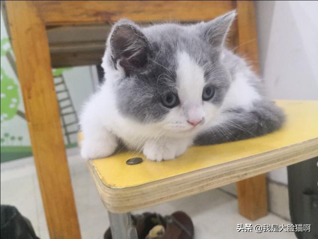 进口俄罗斯蓝猫:想养一只蓝猫，在哪里买合适？