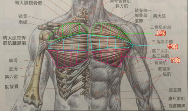 胸肌怎么练最快:胸肌怎样锻炼才能最快出轮廓？