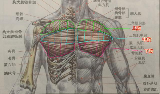 怎么锻炼胸肌;怎么锻炼胸部变小