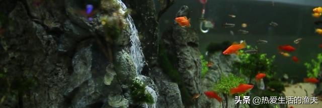 鱼缸水浑浊怎么处理:鱼缸水质浑浊怎么处理方法 鱼缸里的水当天晚上换，第二天就浑，什么原因？