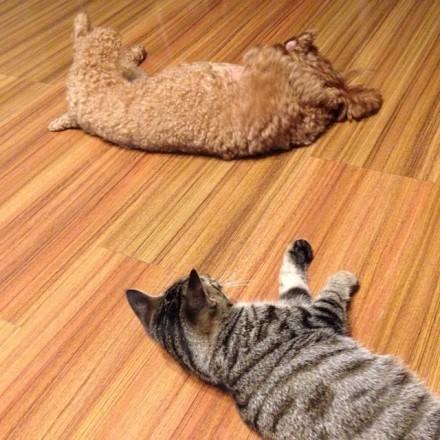 养一只猫大约的开支是多少？