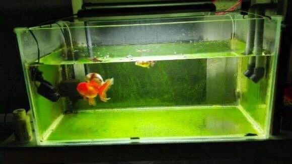 鱼缸缸壁上的绿苔怎么处理呢？