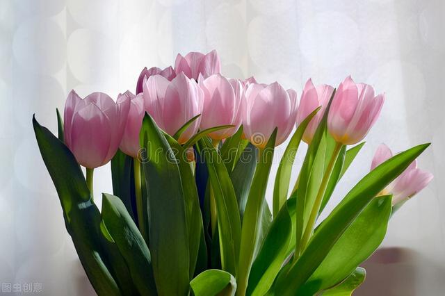 头条问答 郁金香花怎么养 33个回答