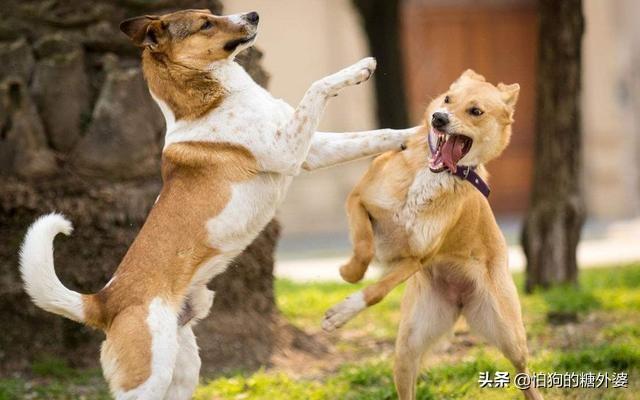 狗咬狗:怎么样可以阻止狗狗咬狗？