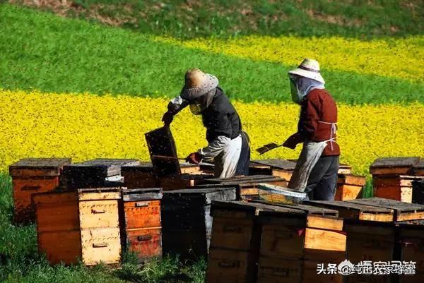 关于蜜蜂的知识有哪些:蜜蜂多久能适应新环境，能飞多远采蜜？