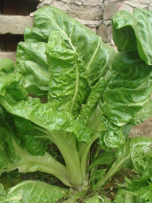 头条问答 - 这种是猪婆菜吗?(4个回答)