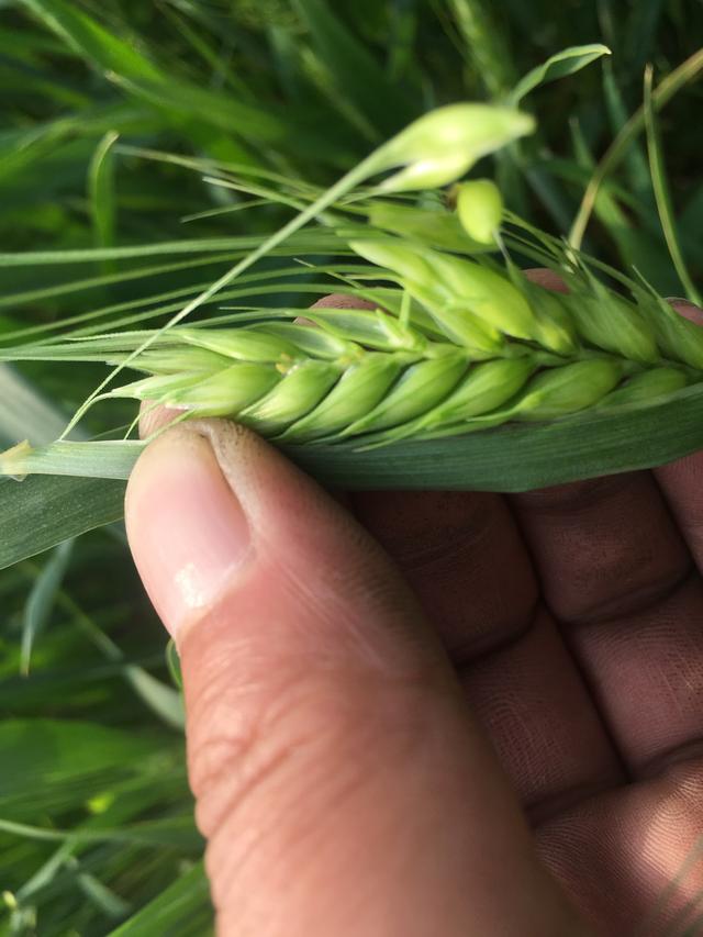 小麦赤霉病什么时候防治？