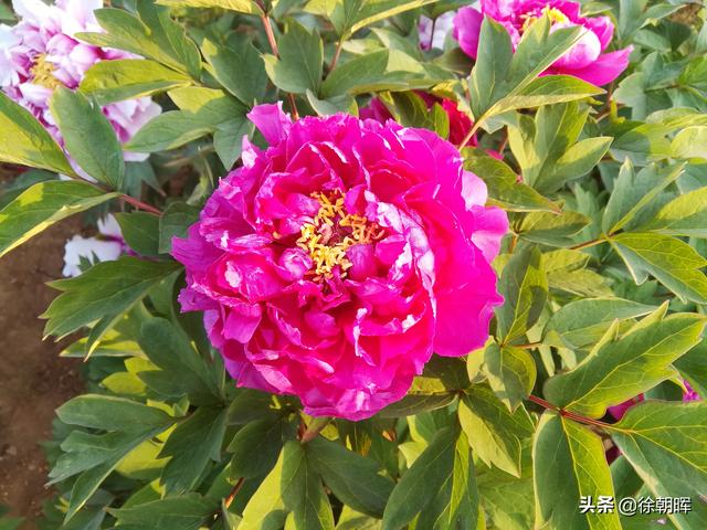 头条问答 - 牡丹是山东省的省花吗?为什么?(8个回答)