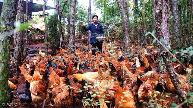 橘子鸡，林下养鸡，给果树打药对鸡有影响吗？