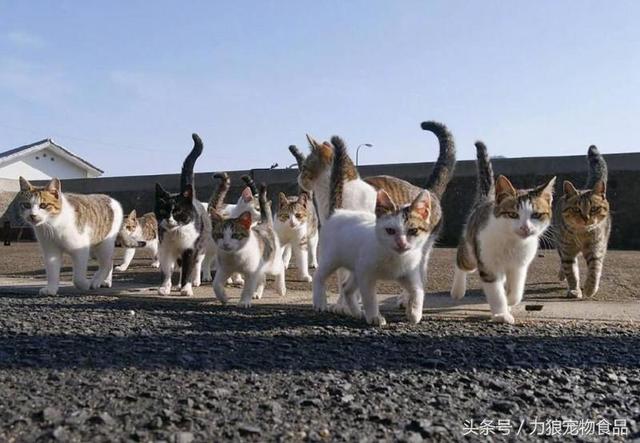 图文 你应该知道的关于猫咪的13条小秘密 看完从此不再是伪猫奴 猫咪让人知道的秘密 Www Chongwu56 Com