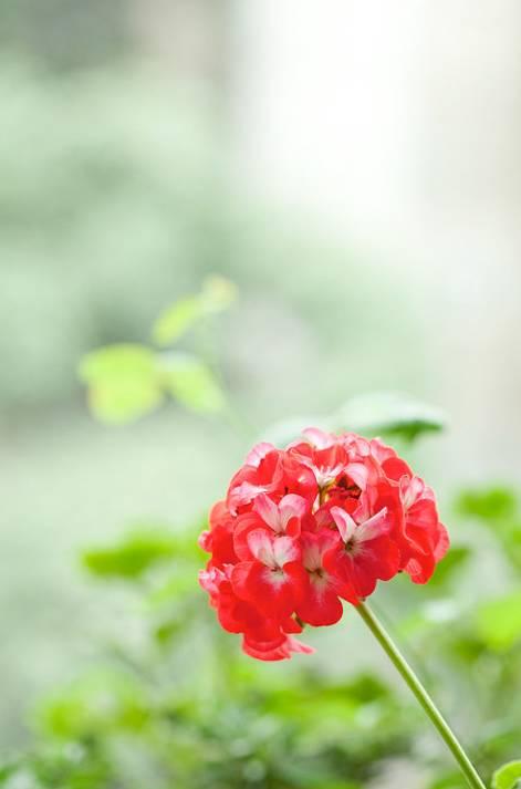 7月午安心语：生如夏花，灿若朝阳