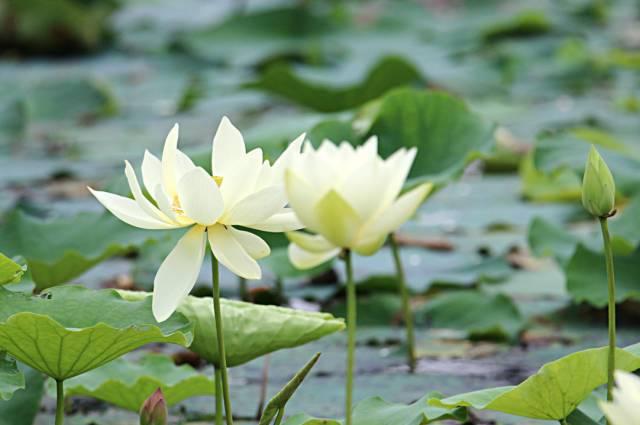 7月午安心语：生如夏花，灿若朝阳