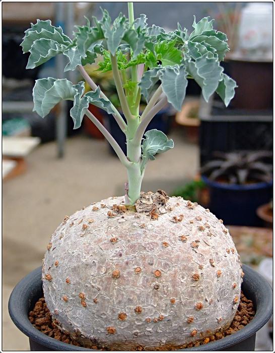 图文 世界十大 多肉 极品之六 骨灰级盆栽块根类 极品多肉块根植物图片 Www Ihua5 Cn