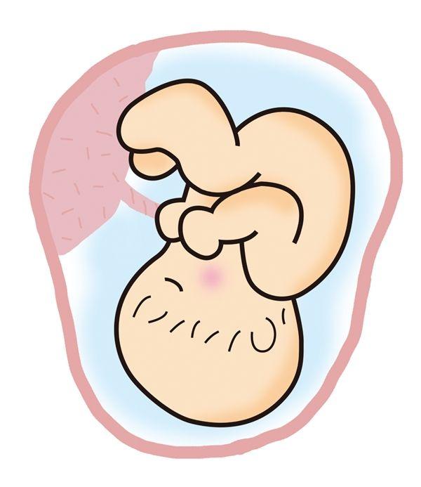 吃胎盘真的补身体吗，“人体胎盘”被曝光，一年卖出13万个，吃胎盘到底能补什么