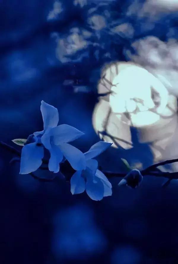 七夕情人节：愿我如星君如月，夜夜流光相皎洁