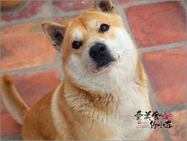 柴犬图片:为什么养柴犬的人这么少？