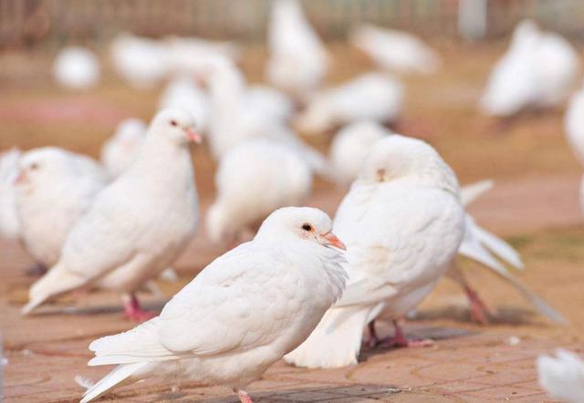 2019鸽子养殖技术大全,这样养殖鸽子利润翻翻! - 千梦