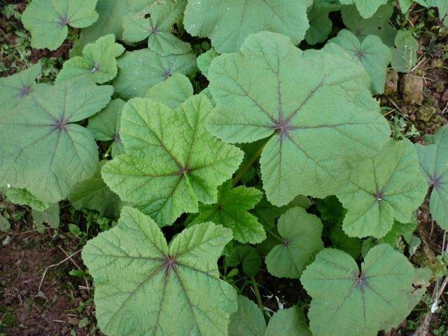 头条问答 - 葵菜有哪些形态特征和功效?(1个回答)