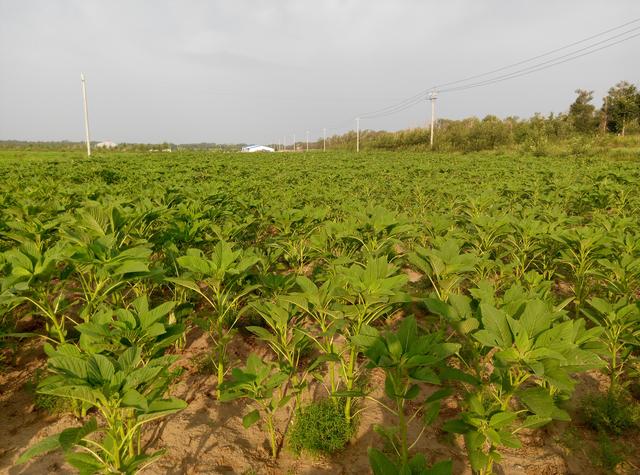 牧草种植:牧草王应该如何种植管理？