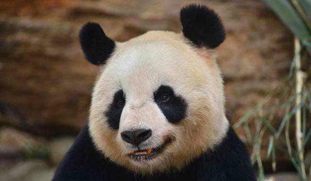 优爵宠物食品如何加盟:我家狗子胖成小肥猪了，如何减肥是好？