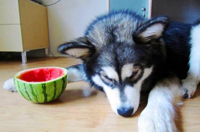 优爵宠物食品如何加盟:我家狗子胖成小肥猪了，如何减肥是好？