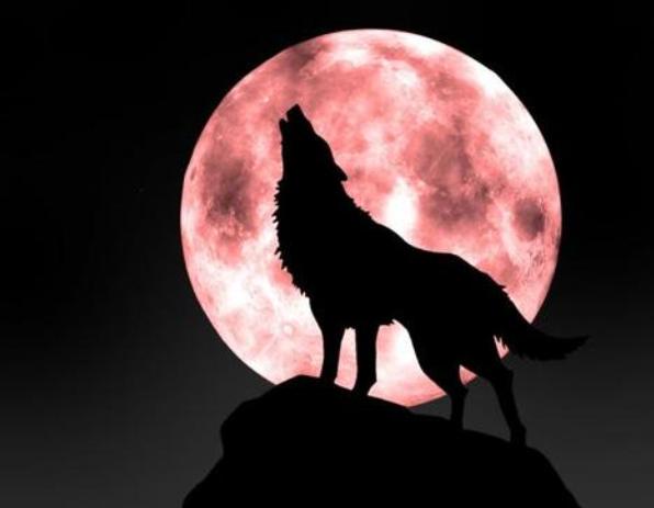 狗和狼的DNA一样吗？插图46